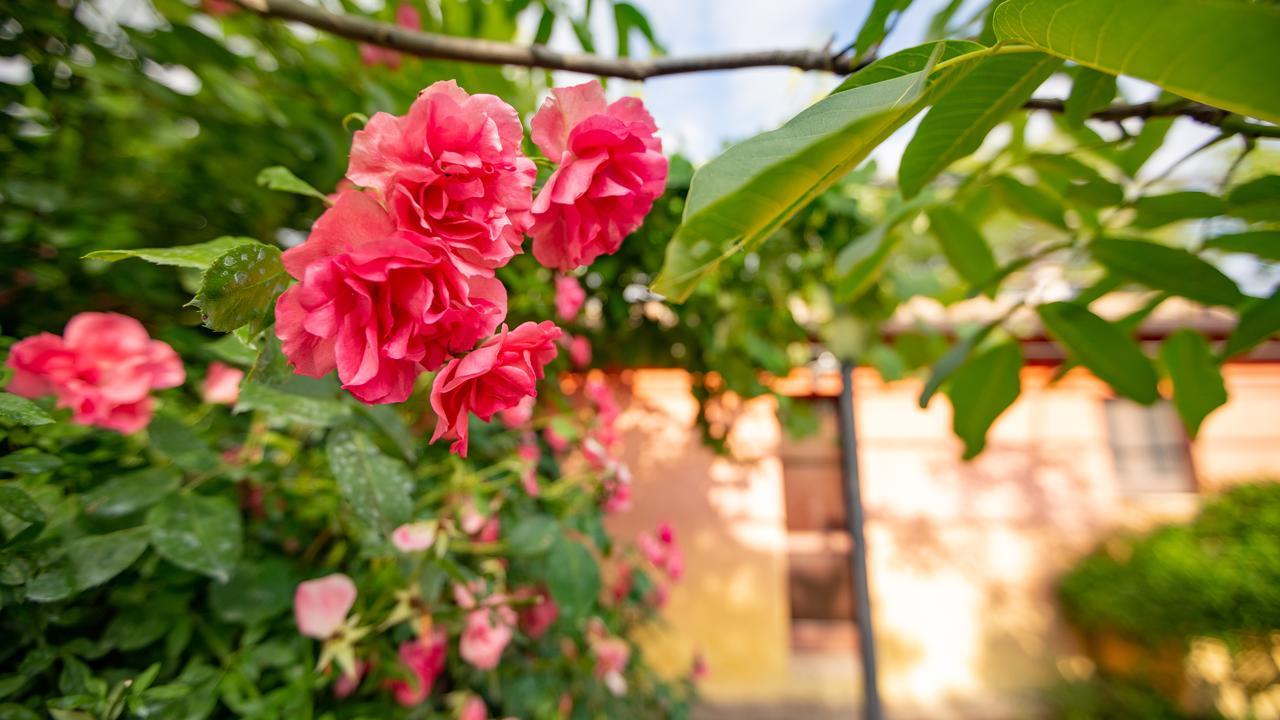 Casa Rosa Guest House Santa Maria Lignano Ngoại thất bức ảnh
